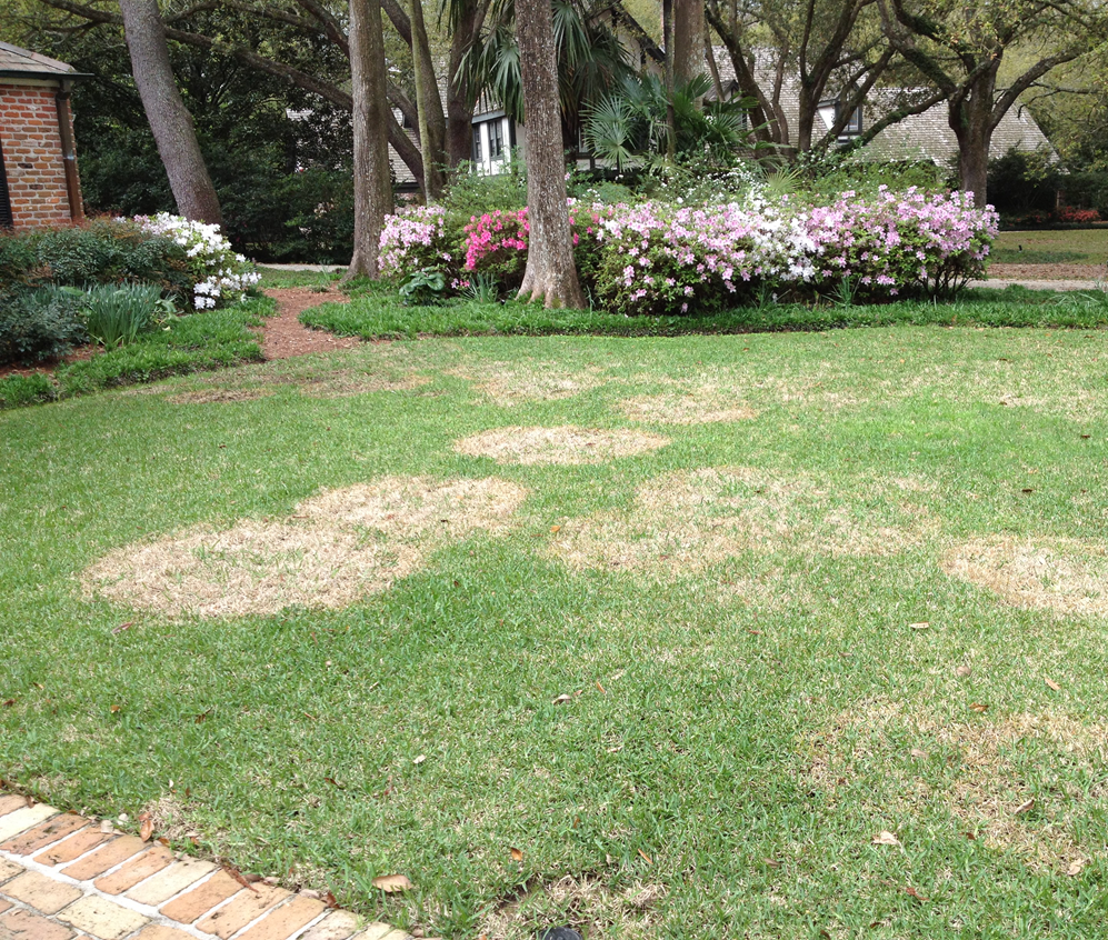 Picture 2_Large patch in St Augustinegrasspng
